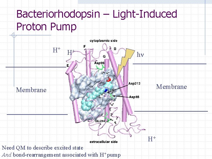 Bacteriorhodopsin – Light-Induced Proton Pump H+ H+ h Membrane H+ Need QM to describe