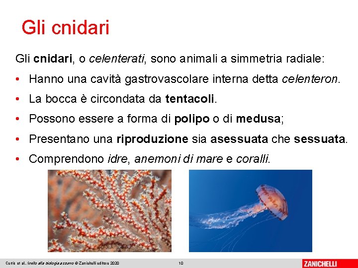 Gli cnidari, o celenterati, sono animali a simmetria radiale: • Hanno una cavità gastrovascolare