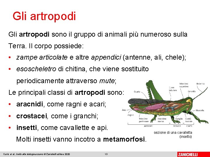 Gli artropodi sono il gruppo di animali più numeroso sulla Terra. Il corpo possiede: