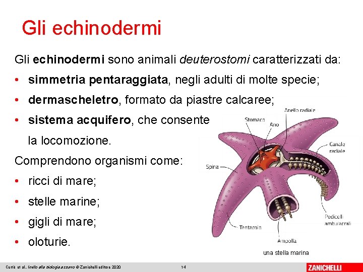 Gli echinodermi sono animali deuterostomi caratterizzati da: • simmetria pentaraggiata, negli adulti di molte