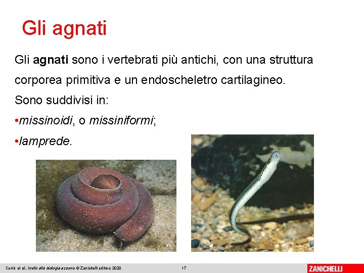 Gli agnati sono i vertebrati più antichi, con una struttura corporea primitiva e un