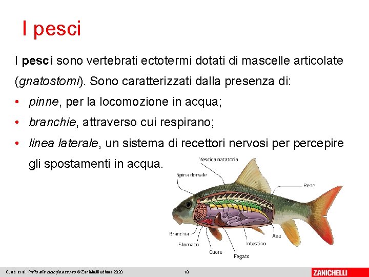 I pesci sono vertebrati ectotermi dotati di mascelle articolate (gnatostomi). Sono caratterizzati dalla presenza