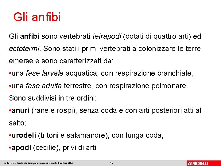 Gli anfibi sono vertebrati tetrapodi (dotati di quattro arti) ed ectotermi. Sono stati i