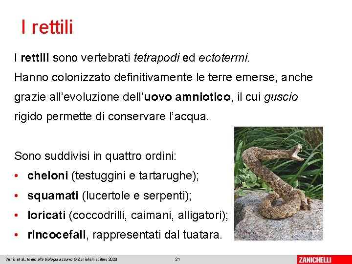 I rettili sono vertebrati tetrapodi ed ectotermi. Hanno colonizzato definitivamente le terre emerse, anche