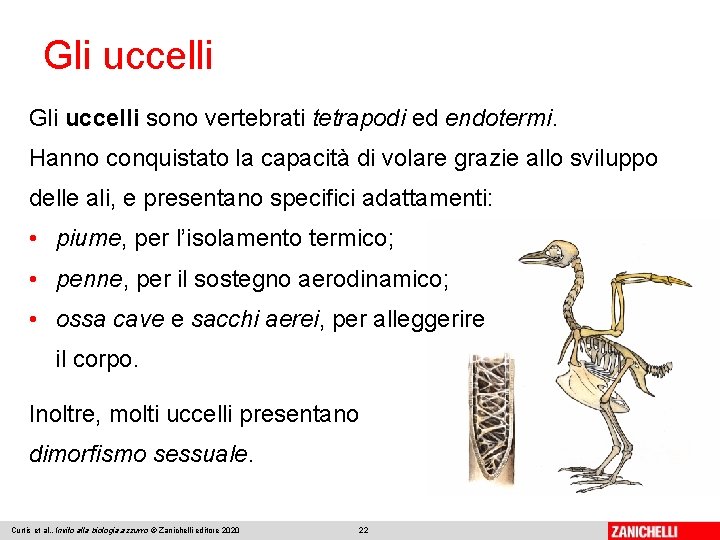 Gli uccelli sono vertebrati tetrapodi ed endotermi. Hanno conquistato la capacità di volare grazie
