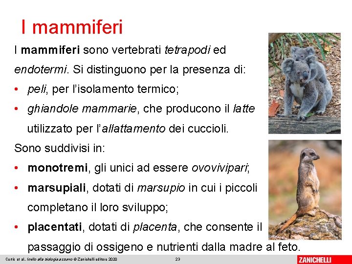 I mammiferi sono vertebrati tetrapodi ed endotermi. Si distinguono per la presenza di: •