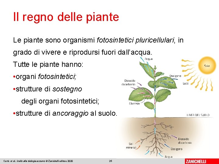 Il regno delle piante Le piante sono organismi fotosintetici pluricellulari, in grado di vivere