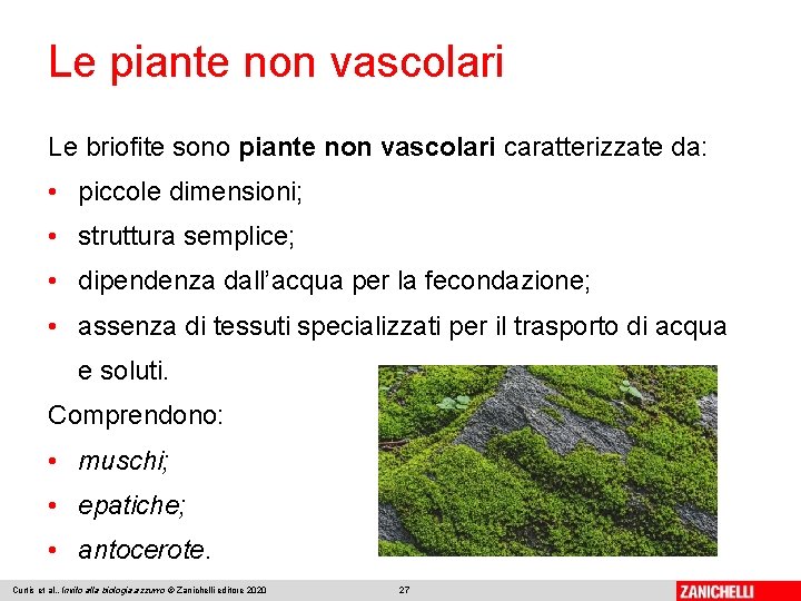 Le piante non vascolari Le briofite sono piante non vascolari caratterizzate da: • piccole