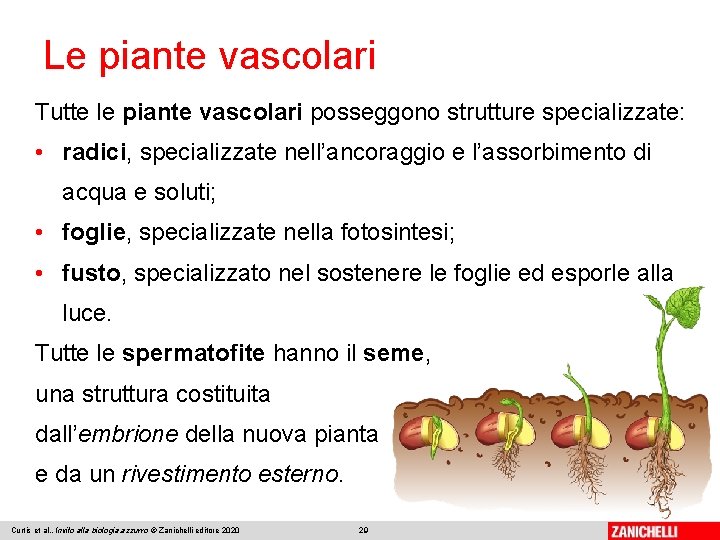 Le piante vascolari Tutte le piante vascolari posseggono strutture specializzate: • radici, specializzate nell’ancoraggio