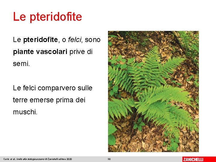 Le pteridofite, o felci, sono piante vascolari prive di semi. Le felci comparvero sulle