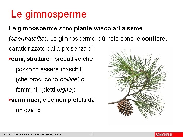 Le gimnosperme sono piante vascolari a seme (spermatofite). Le gimnosperme più note sono le