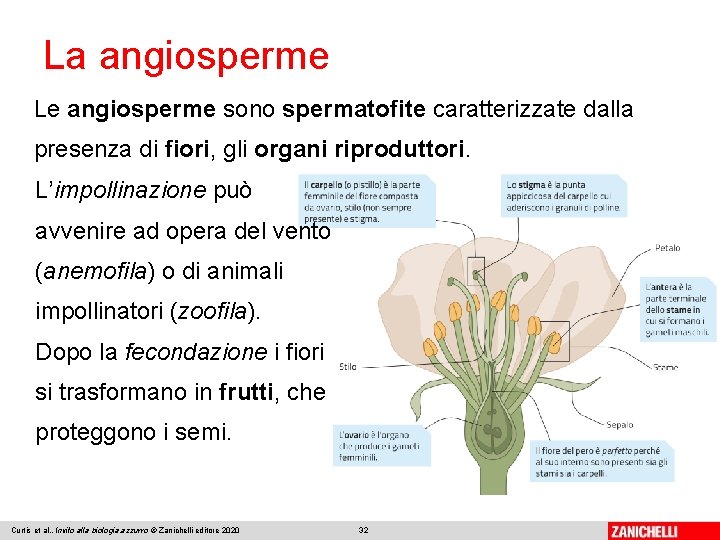 La angiosperme Le angiosperme sono spermatofite caratterizzate dalla presenza di fiori, gli organi riproduttori.
