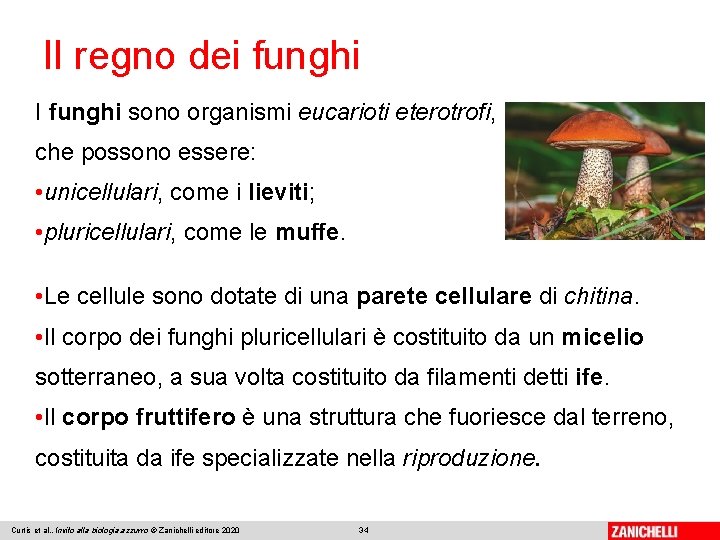 Il regno dei funghi I funghi sono organismi eucarioti eterotrofi, che possono essere: •