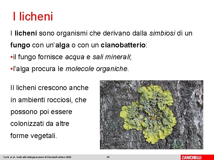 I licheni sono organismi che derivano dalla simbiosi di un fungo con un’alga o