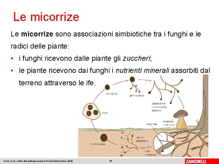 Le micorrize sono associazioni simbiotiche tra i funghi e le radici delle piante: •