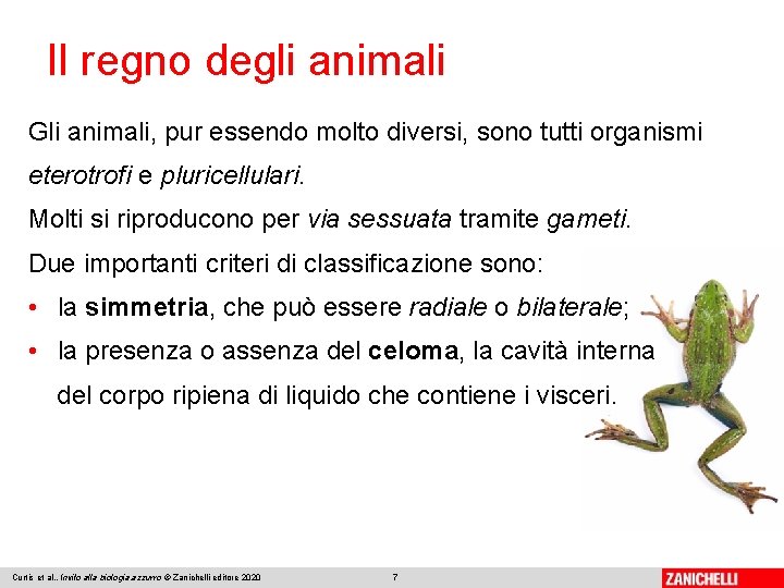 Il regno degli animali Gli animali, pur essendo molto diversi, sono tutti organismi eterotrofi