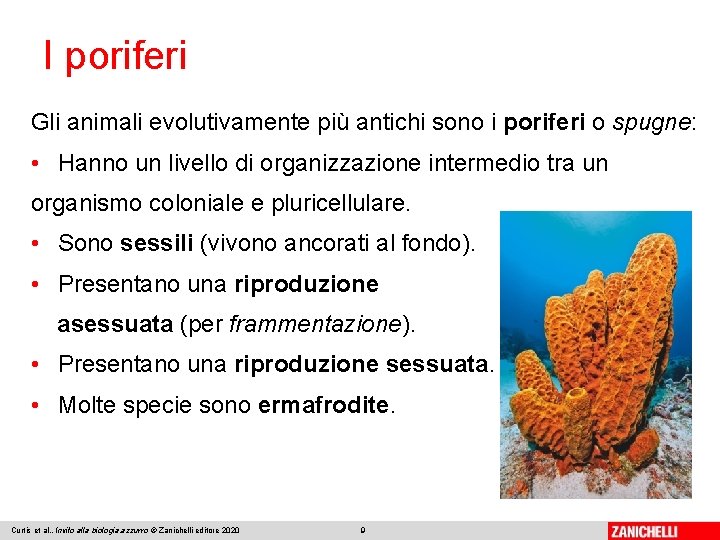 I poriferi Gli animali evolutivamente più antichi sono i poriferi o spugne: • Hanno
