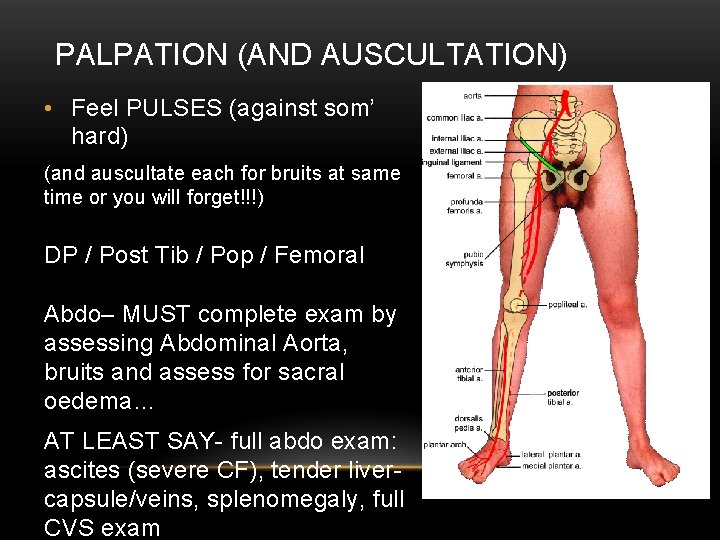 PALPATION (AND AUSCULTATION) • Feel PULSES (against som’ hard) (and auscultate each for bruits