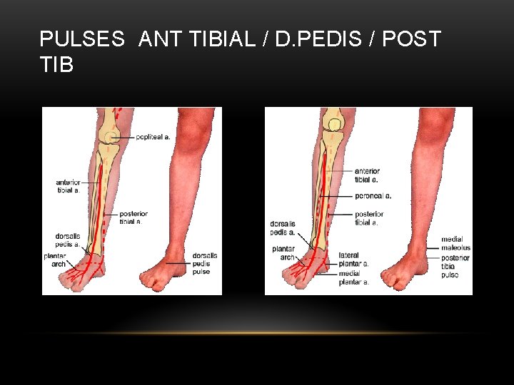PULSES ANT TIBIAL / D. PEDIS / POST TIB 
