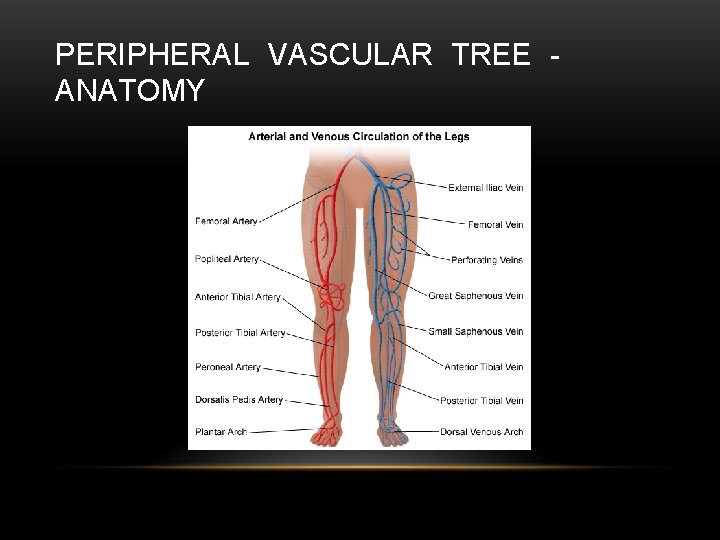PERIPHERAL VASCULAR TREE ANATOMY 