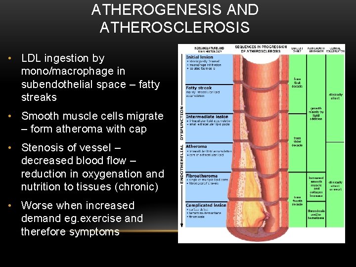 ATHEROGENESIS AND ATHEROSCLEROSIS • LDL ingestion by mono/macrophage in subendothelial space – fatty streaks