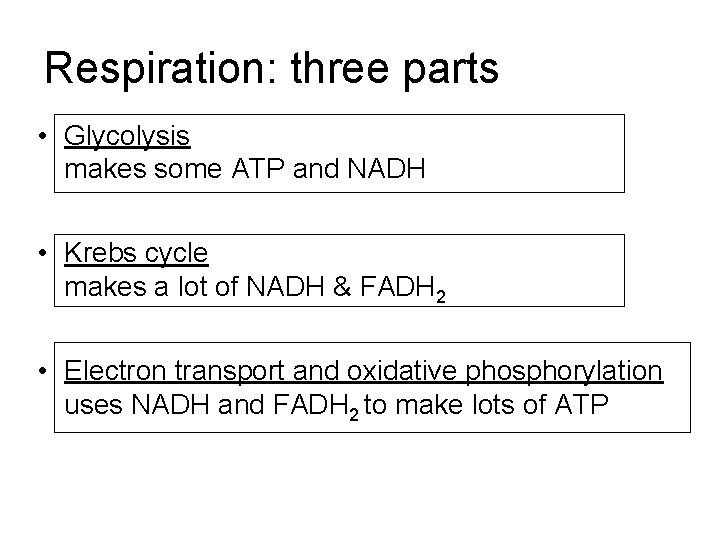 Respiration: three parts • Glycolysis makes some ATP and NADH • Krebs cycle makes