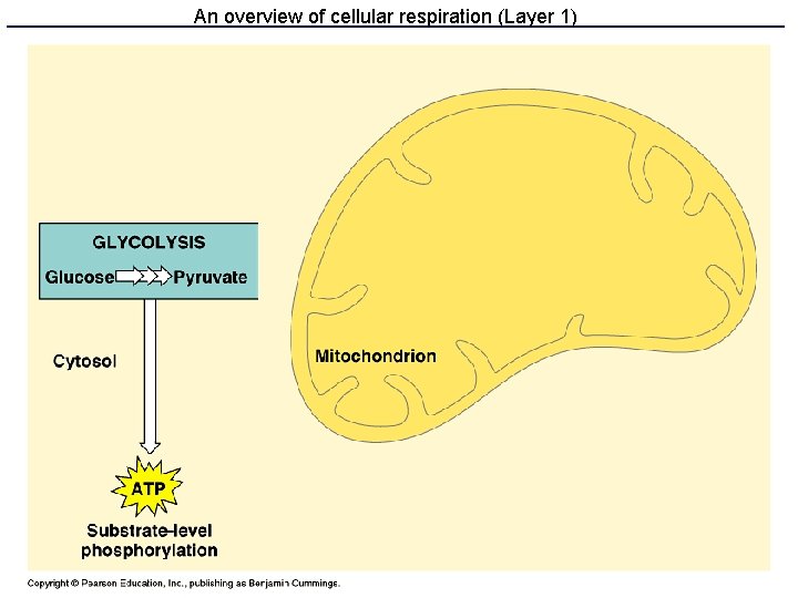 An overview of cellular respiration (Layer 1) 