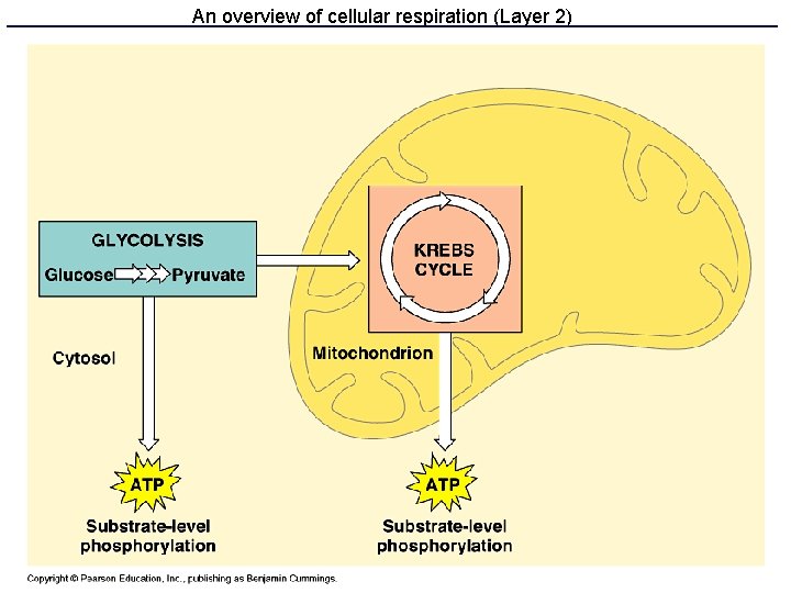 An overview of cellular respiration (Layer 2) 