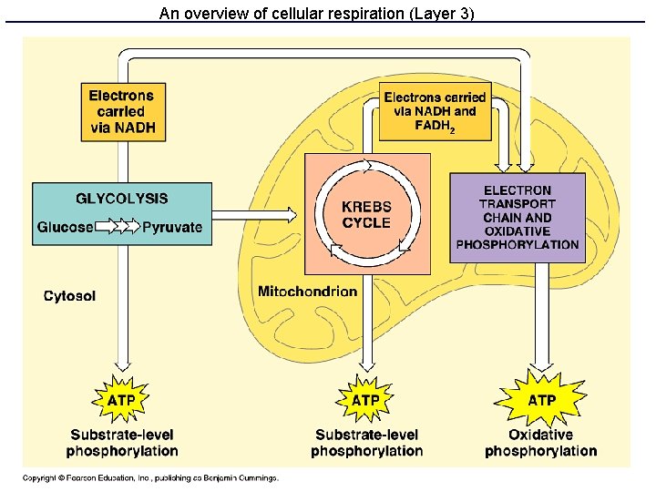 An overview of cellular respiration (Layer 3) 