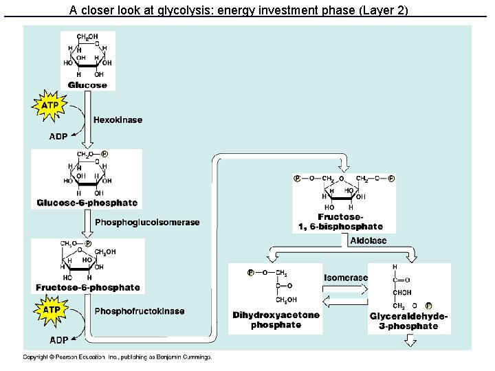 A closer look at glycolysis: energy investment phase (Layer 2) 