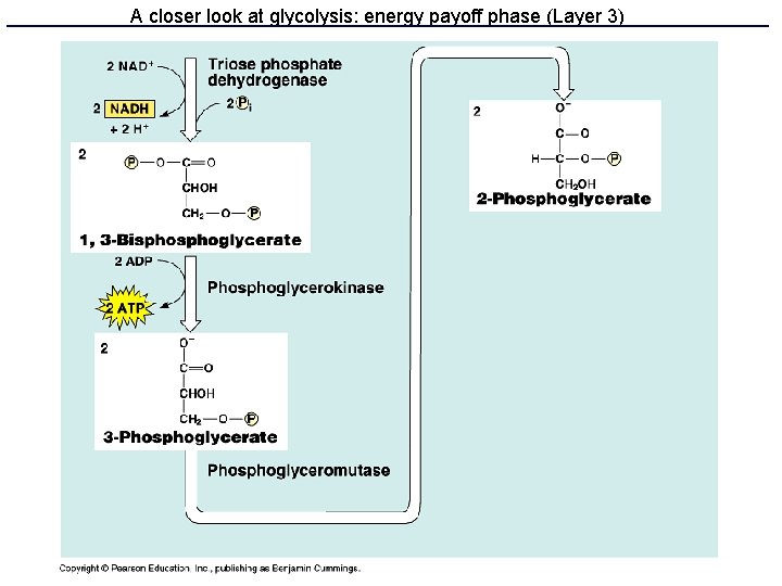 A closer look at glycolysis: energy payoff phase (Layer 3) 