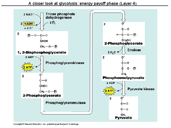 A closer look at glycolysis: energy payoff phase (Layer 4) 