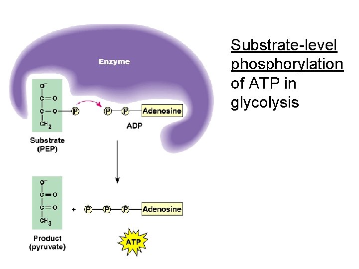 Substrate-level phosphorylation of ATP in glycolysis 