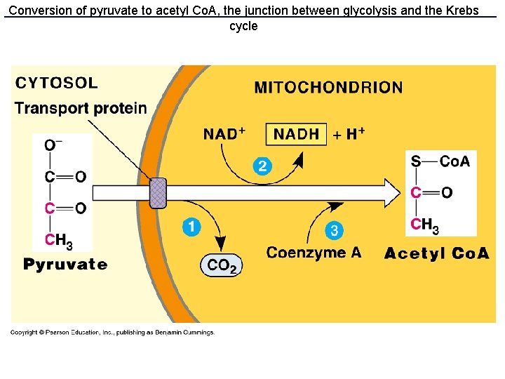 Conversion of pyruvate to acetyl Co. A, the junction between glycolysis and the Krebs