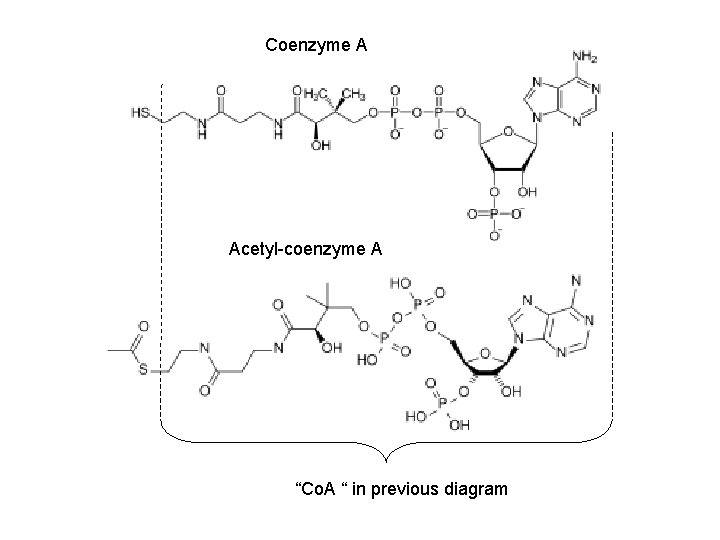 Coenzyme A Acetyl-coenzyme A “Co. A “ in previous diagram 