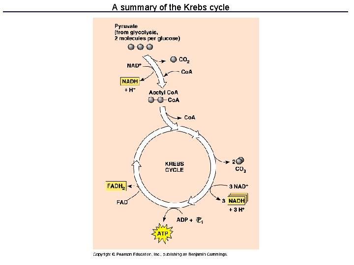 A summary of the Krebs cycle 