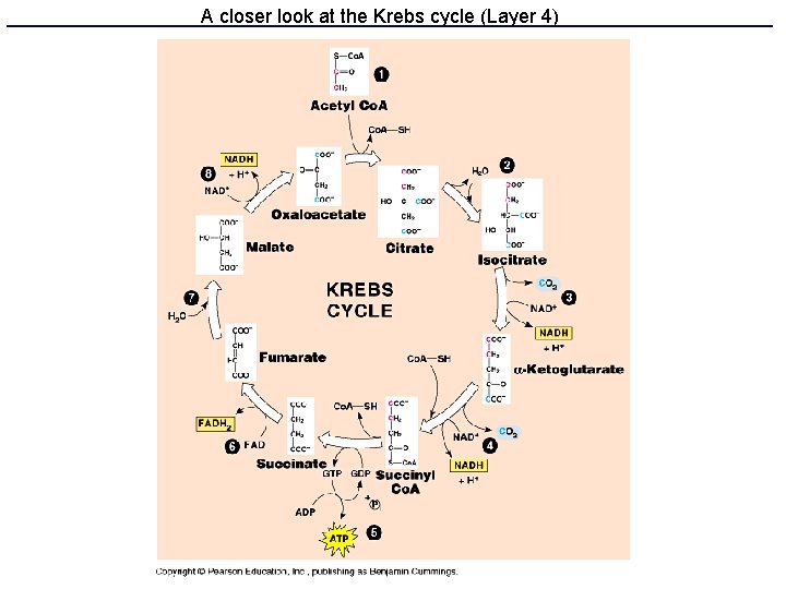 A closer look at the Krebs cycle (Layer 4) 