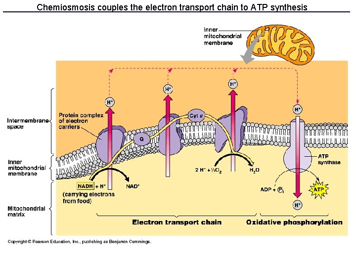 Chemiosmosis couples the electron transport chain to ATP synthesis 