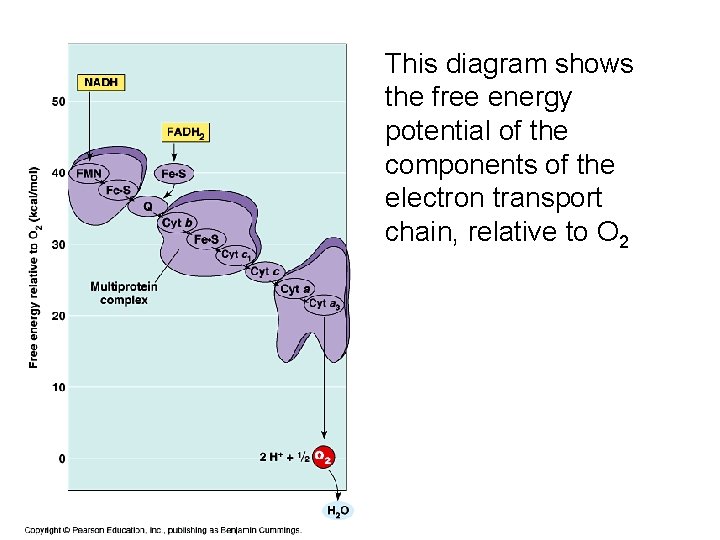 This diagram shows the free energy potential of the components of the electron transport