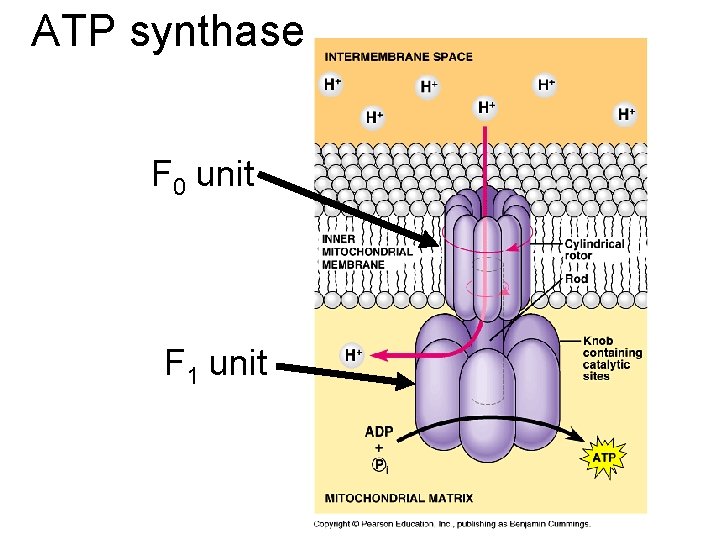 ATP synthase F 0 unit F 1 unit 