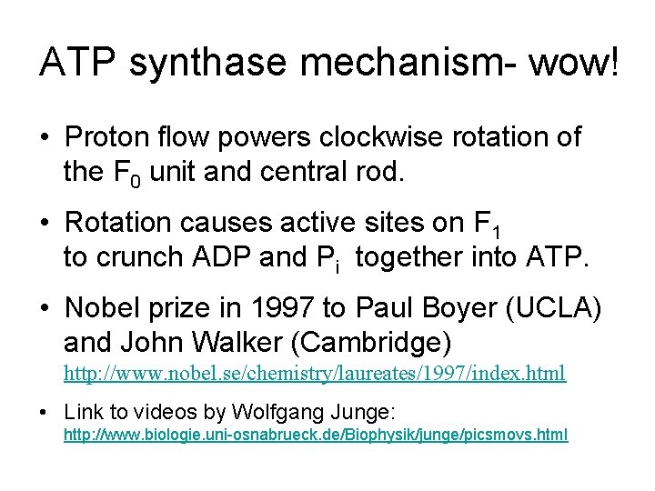 ATP synthase mechanism- wow! • Proton flow powers clockwise rotation of the F 0