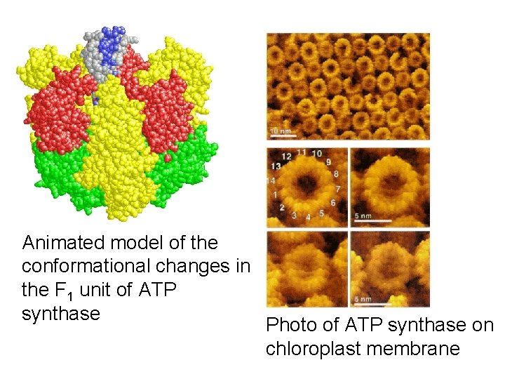Animated model of the conformational changes in the F 1 unit of ATP synthase