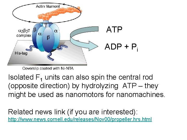 ATP ADP + Pi Isolated F 1 units can also spin the central rod