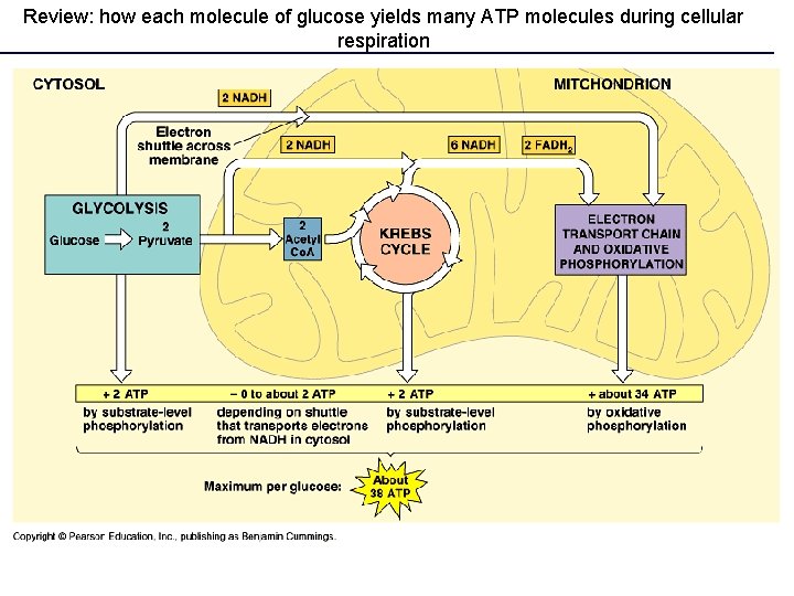 Review: how each molecule of glucose yields many ATP molecules during cellular respiration 