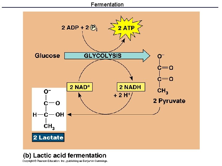 Fermentation 