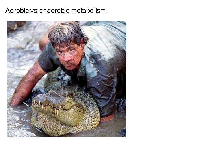 Aerobic vs anaerobic metabolism 