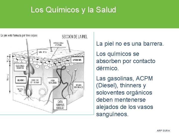 Los Químicos y la Salud • La piel no es una barrera. • Los