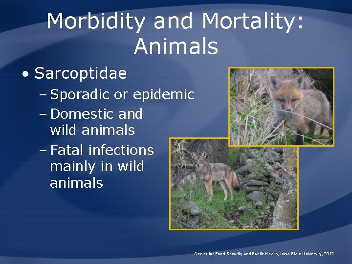 Morbidity and Mortality: Animals • Sarcoptidae – Sporadic or epidemic – Domestic and wild