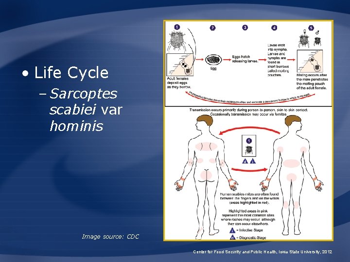  • Life Cycle – Sarcoptes scabiei var hominis Image source: CDC Center for