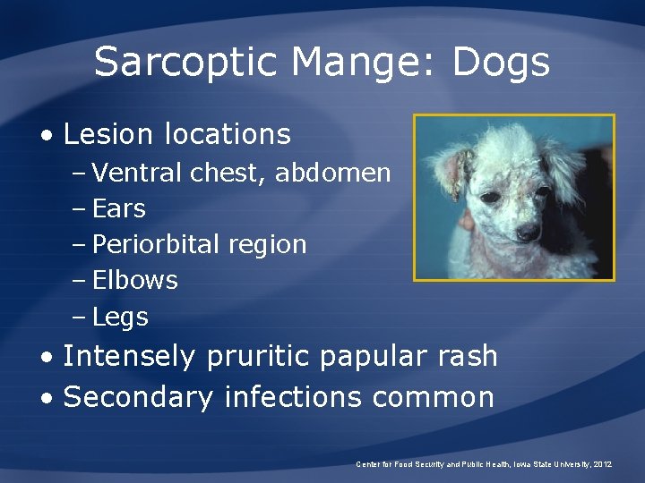 Sarcoptic Mange: Dogs • Lesion locations – Ventral chest, abdomen – Ears – Periorbital